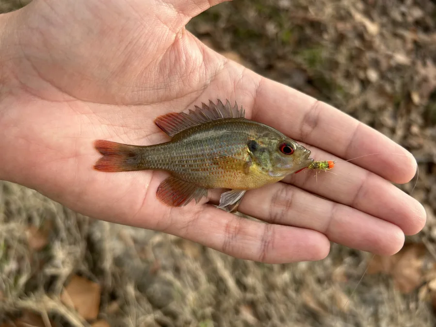 Winter Micro-Fishing in Public Parks – Down South Fly Fishing